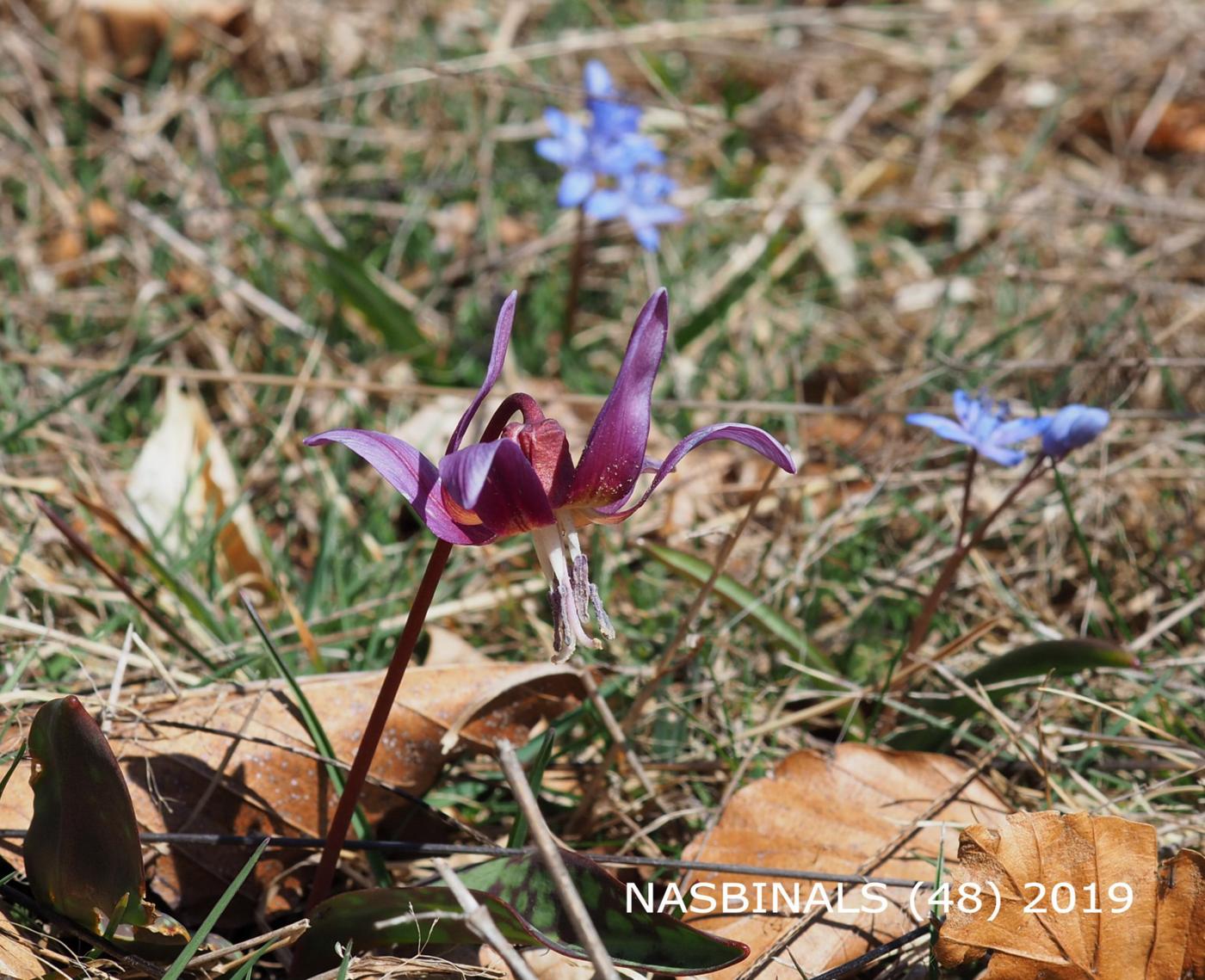 Dog-toothed violet flower